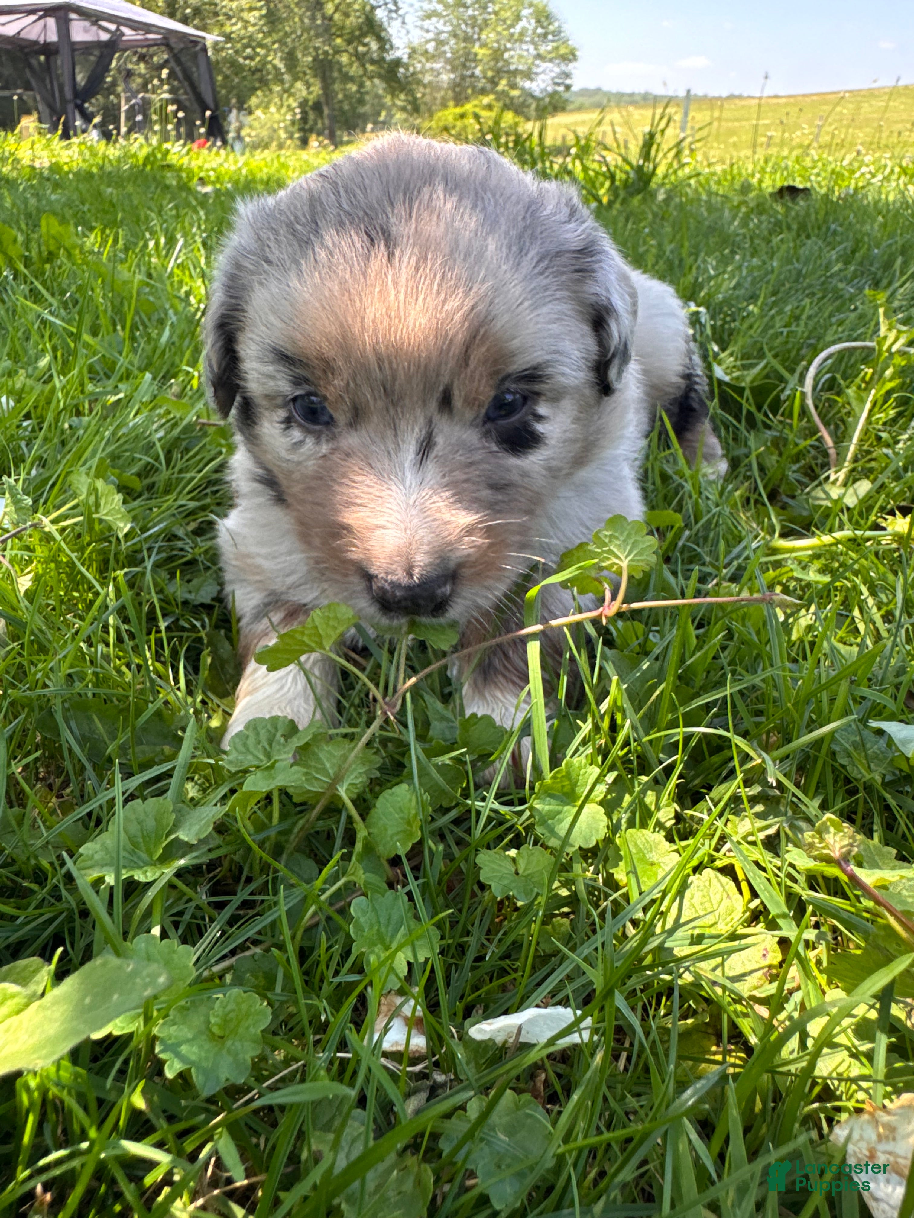 Australian Shepherd dogs Australian Shepherd 2 - Ad 20
