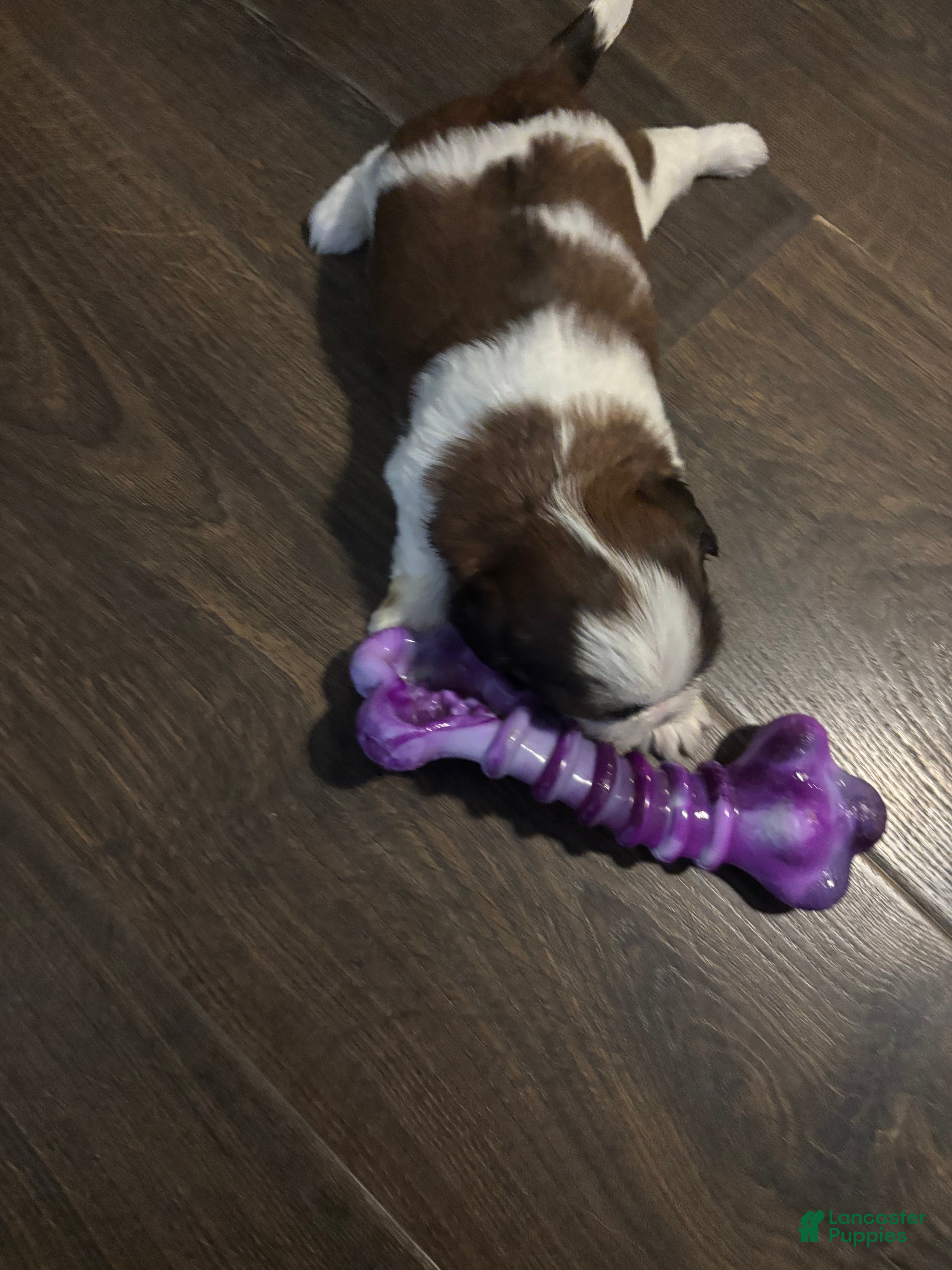 Shih Tzu dogs Bella - Ad 2