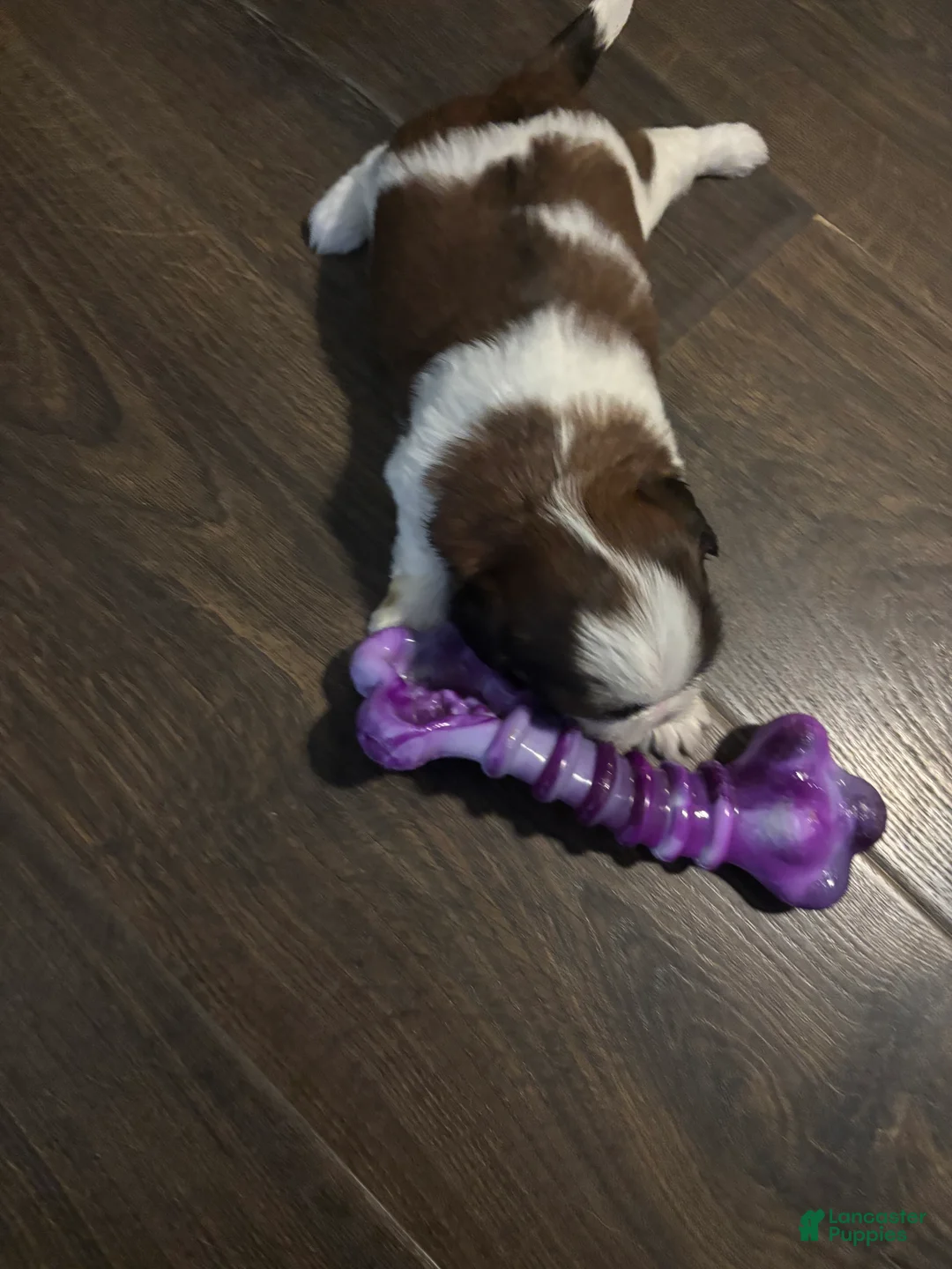 Shih Tzu dogs for sale: Bella - Ad 2