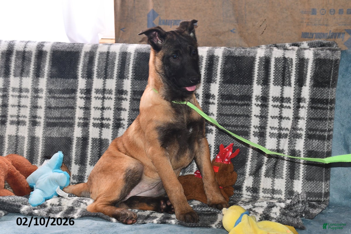 Belgian Malinois dogs Belle - Ad 2
