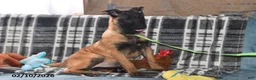 Belgian Malinois dogs for sale: Belle - Ad 6