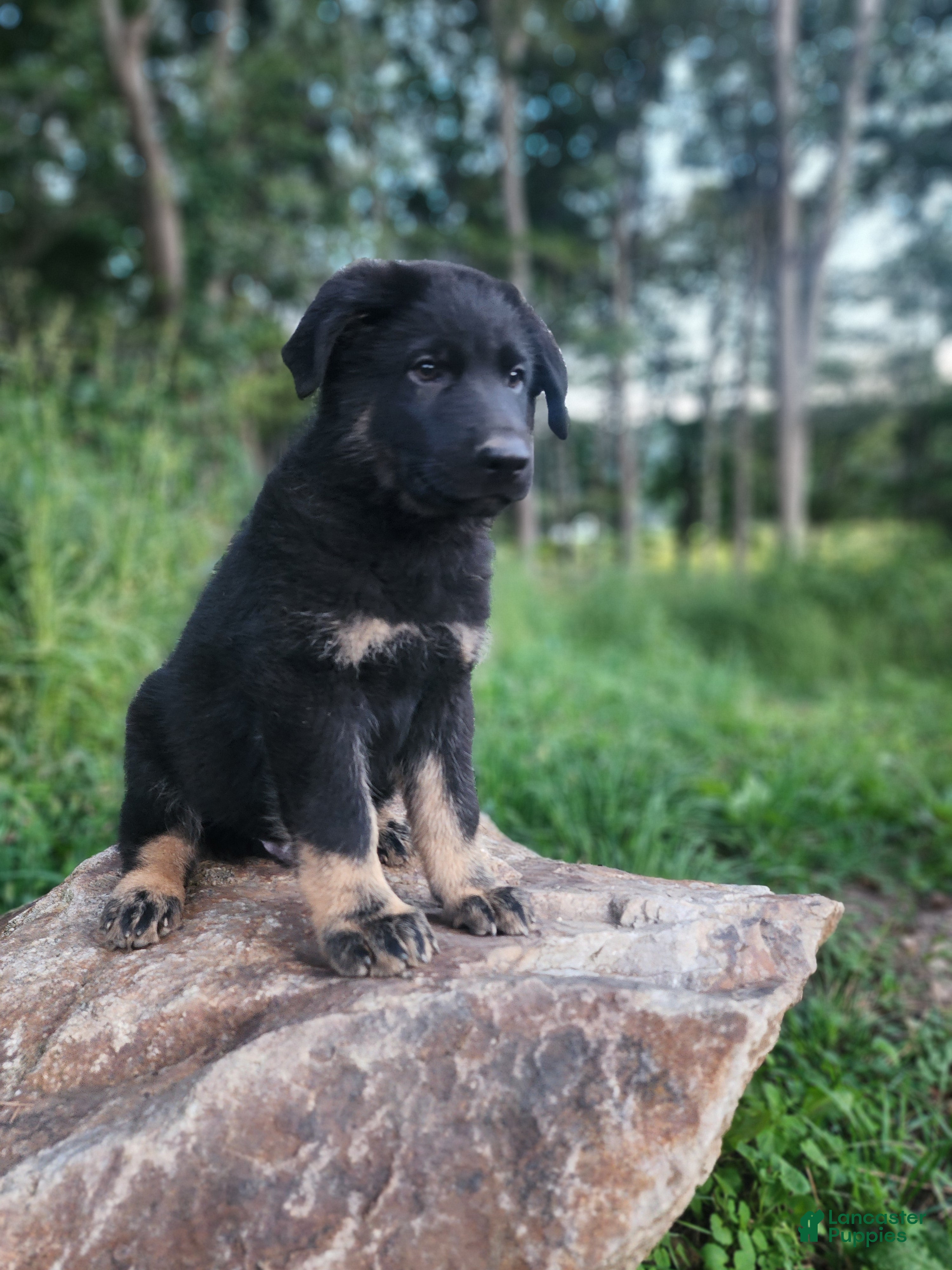 German Shepherd dogs Trek - Ad 1