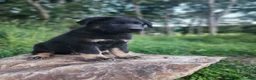 German Shepherd dogs for sale: Trek - Ad 6