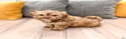 Shih Tzu dogs for sale: Hudson - Ad 1