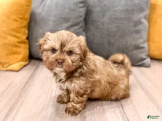 Shih Tzu dogs for sale: Hudson - Ad 1