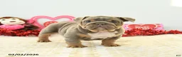 English Bulldog dogs for sale: Bella   - Ad 2