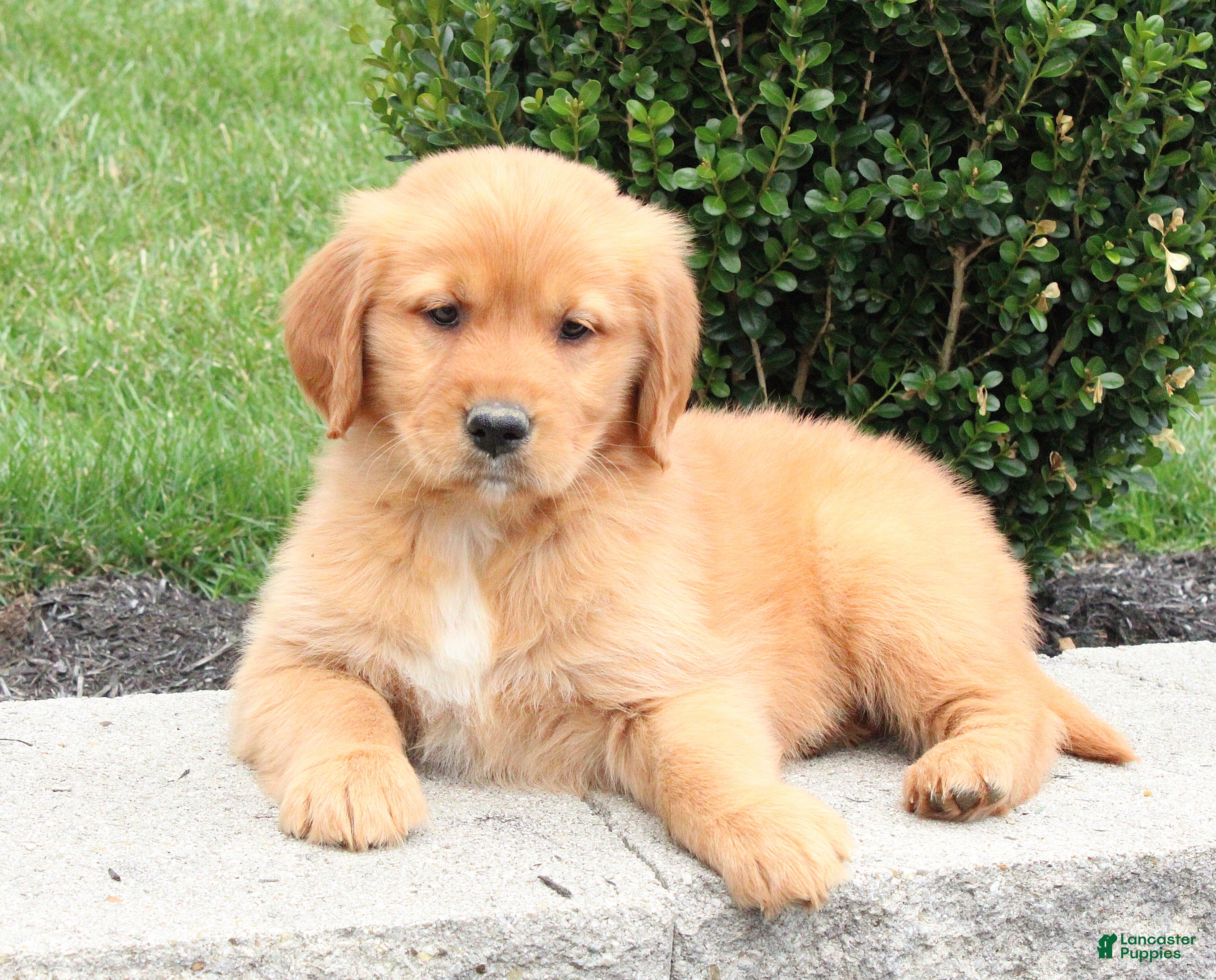 Golden Retriever dogs April - Ad 1