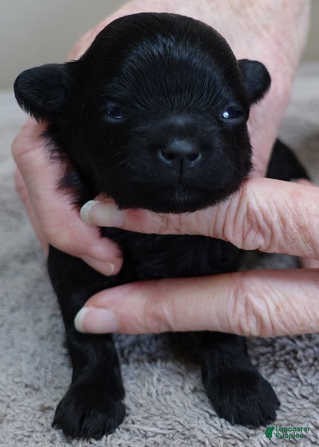 Maltipoo dogs Emmy - Ad 17