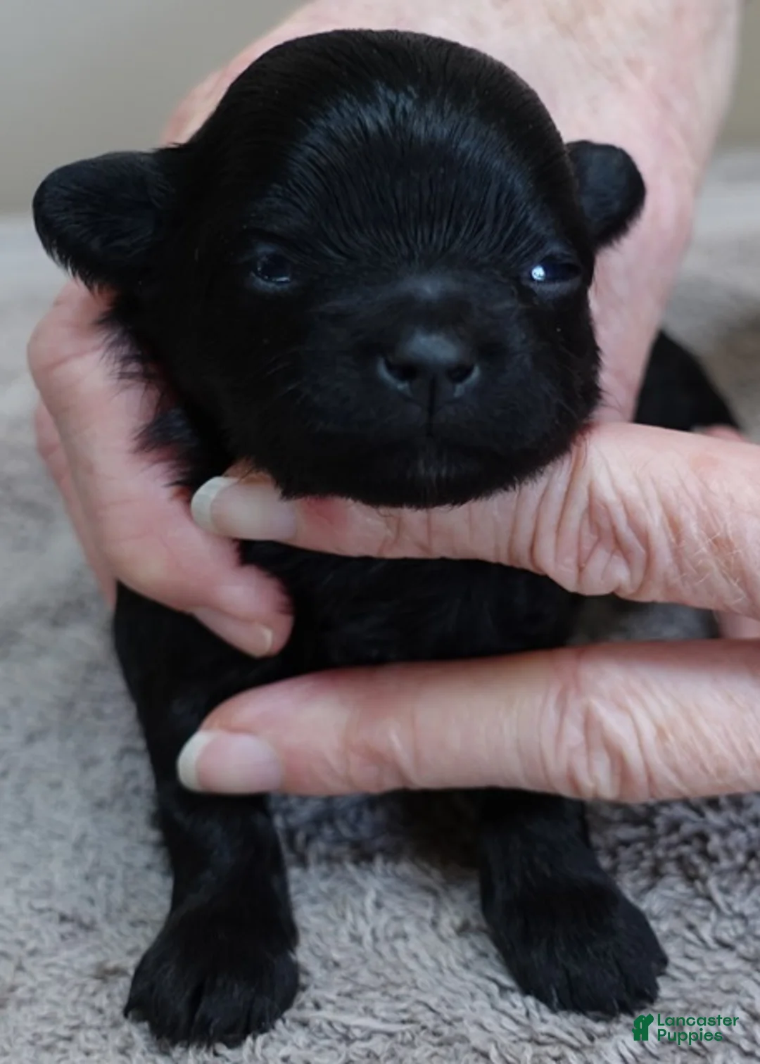 Maltipoo dogs for sale: Emmy - Ad 1