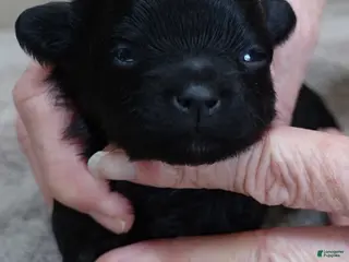 Maltipoo dogs Emmy - Ad 17