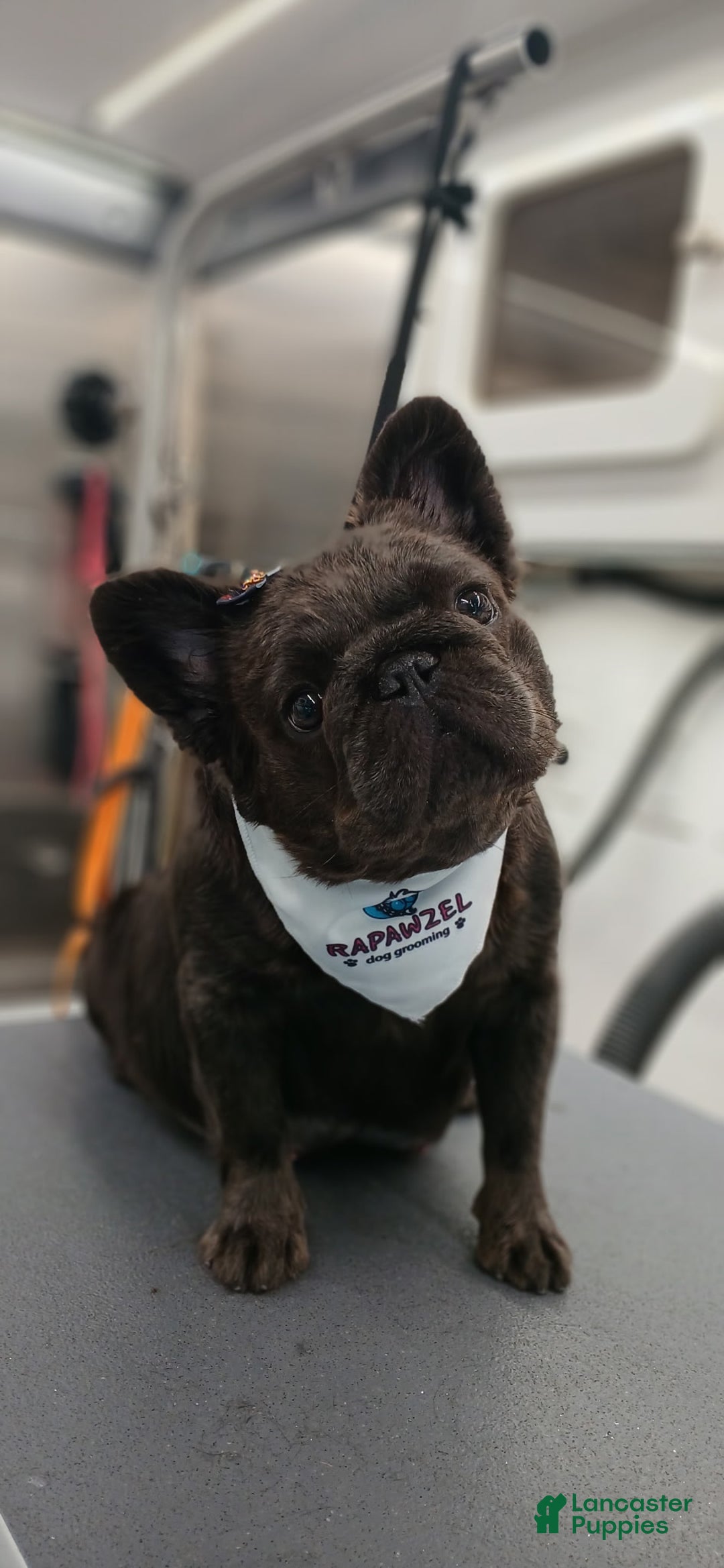 French Bulldog dogs for sale: Ocean - Ad 8