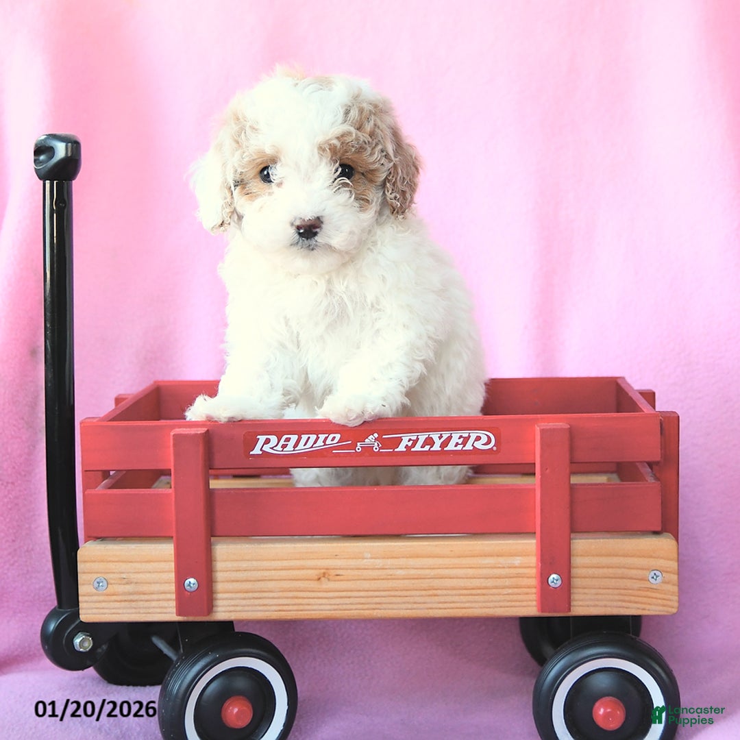 Toy Poodle dogs for sale: Percy - Ad 4