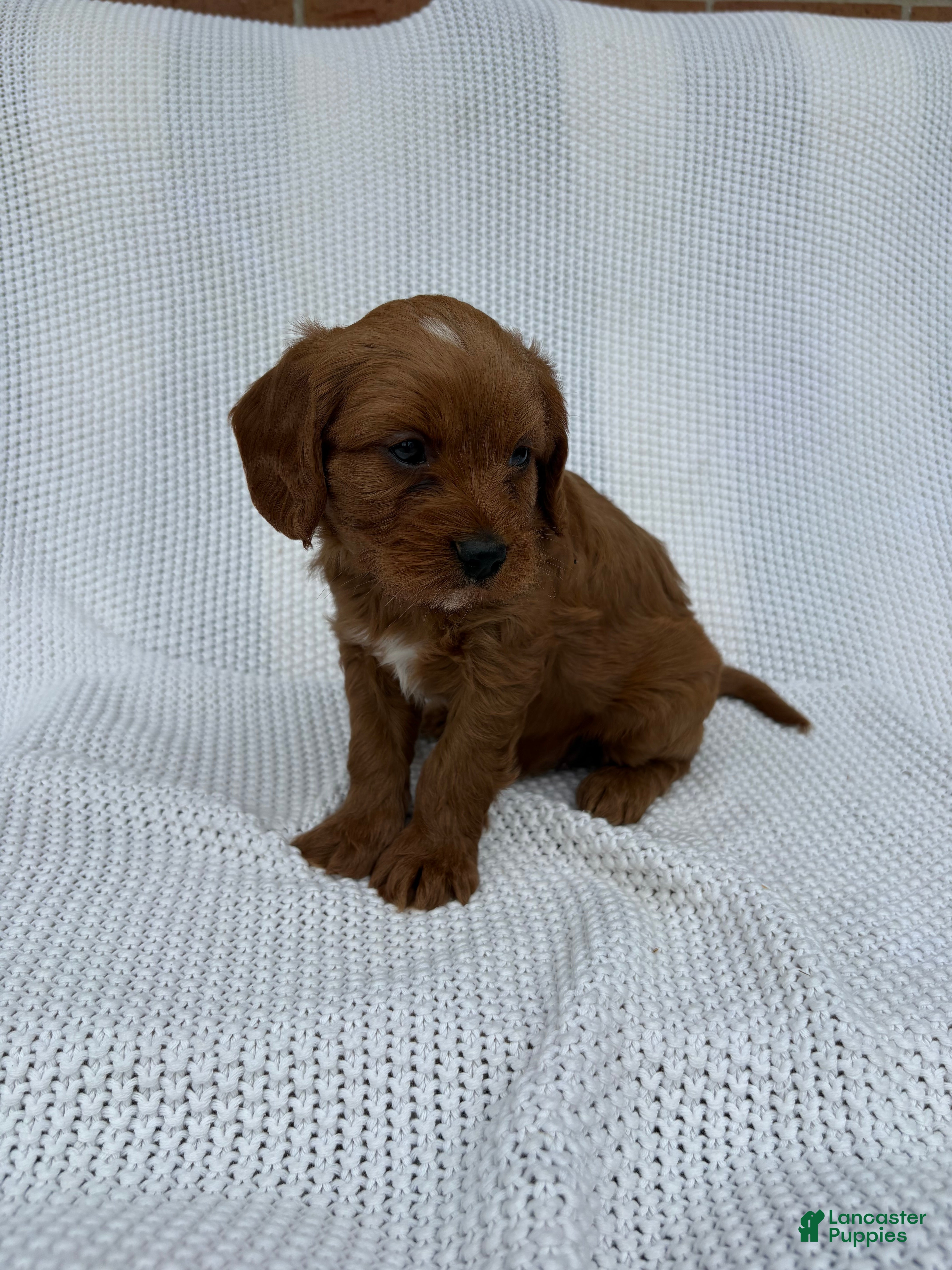 Cavapoo dogs Percy - Ad 2