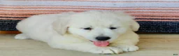 Golden Retriever dogs for sale: Princess English Cream  - Ad 5