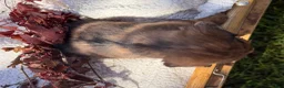 Miniature Dachshund dogs for sale: Barry - Ad 9