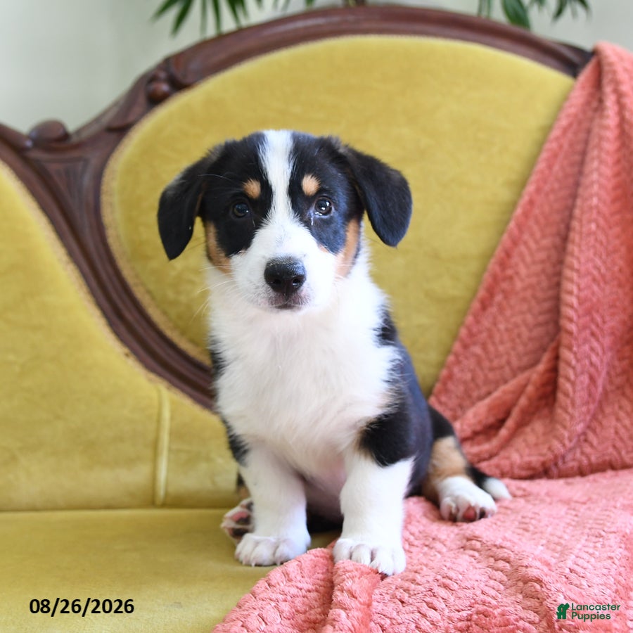Welsh Corgi Pembroke dogs Brittney - Ad 2