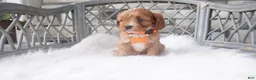 Cavapoo dogs for sale: Candy  - Ad 4
