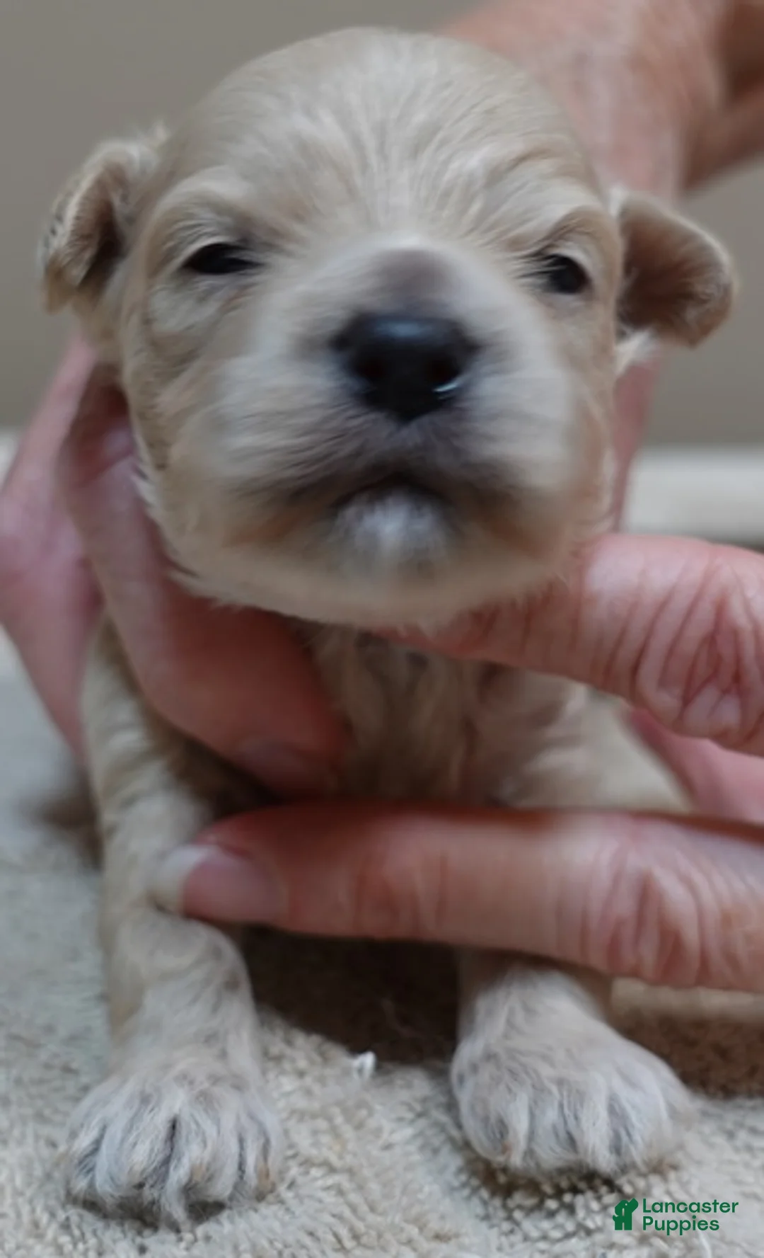 Maltipoo dogs for sale: Beckham - Ad 2
