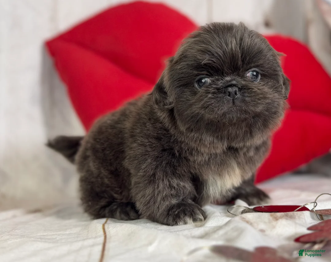 Pekingese dogs for sale: Akc DNA OFA Blue boots  - Ad 14