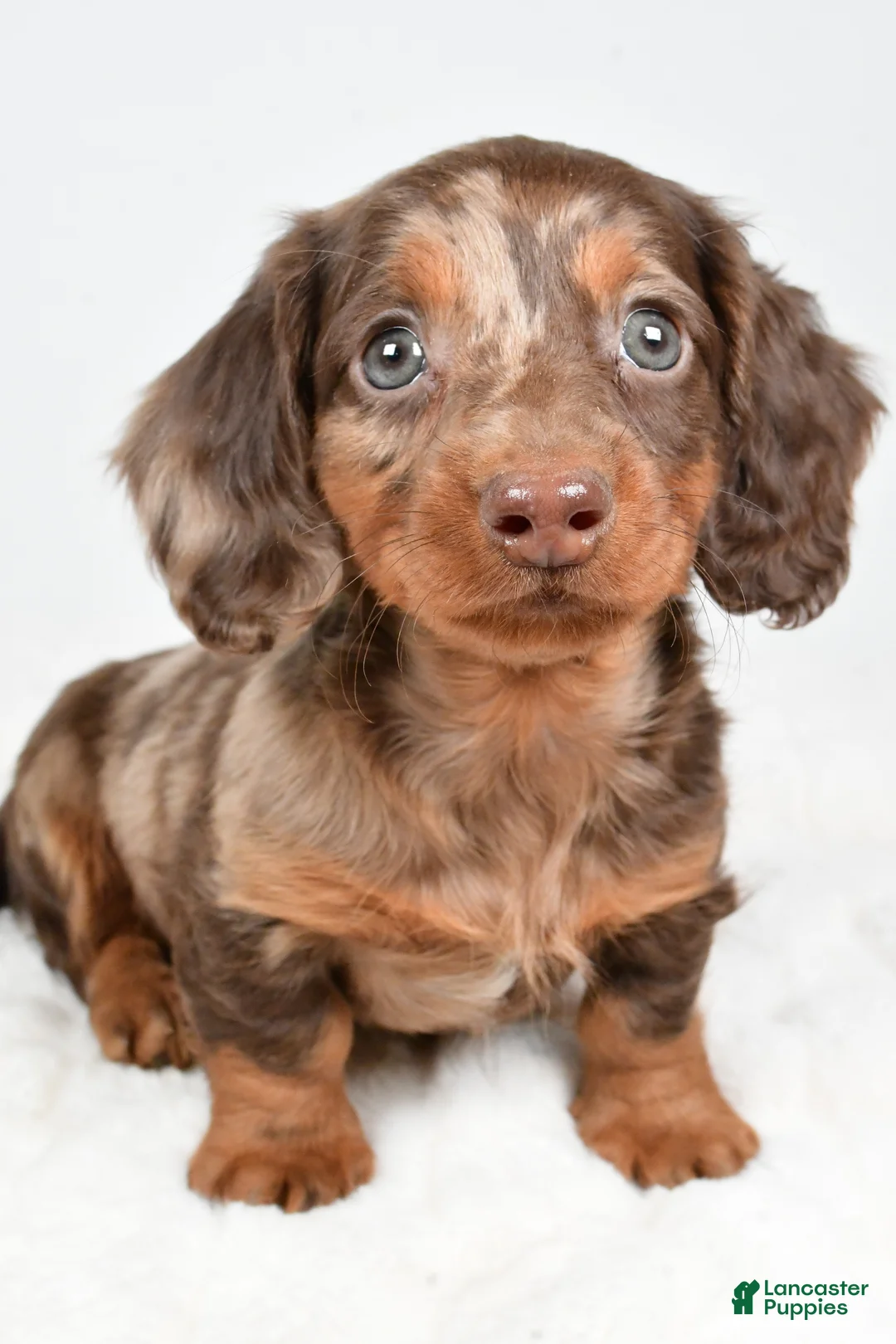 Dachshund dogs for sale: Teddy - Ad 10