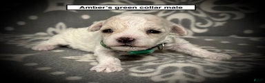 AKC Amber's Green Collar Male