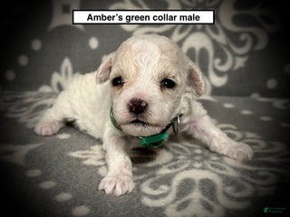 Toy Poodle dogs AKC Amber's Green Collar Male - Ad 15