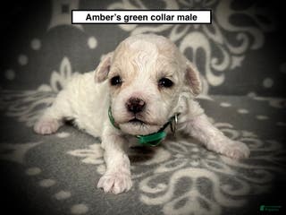 Toy Poodle dogs AKC Amber's Green Collar Male - Ad 18