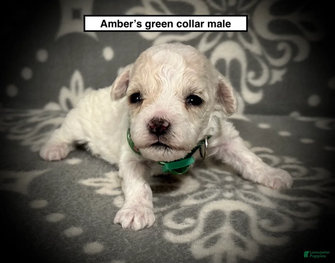 Toy Poodle dogs for sale: AKC Amber's Green Collar Male - Ad 1