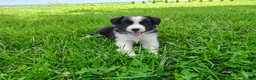Border Collie dogs for sale: Piper - Ad 18