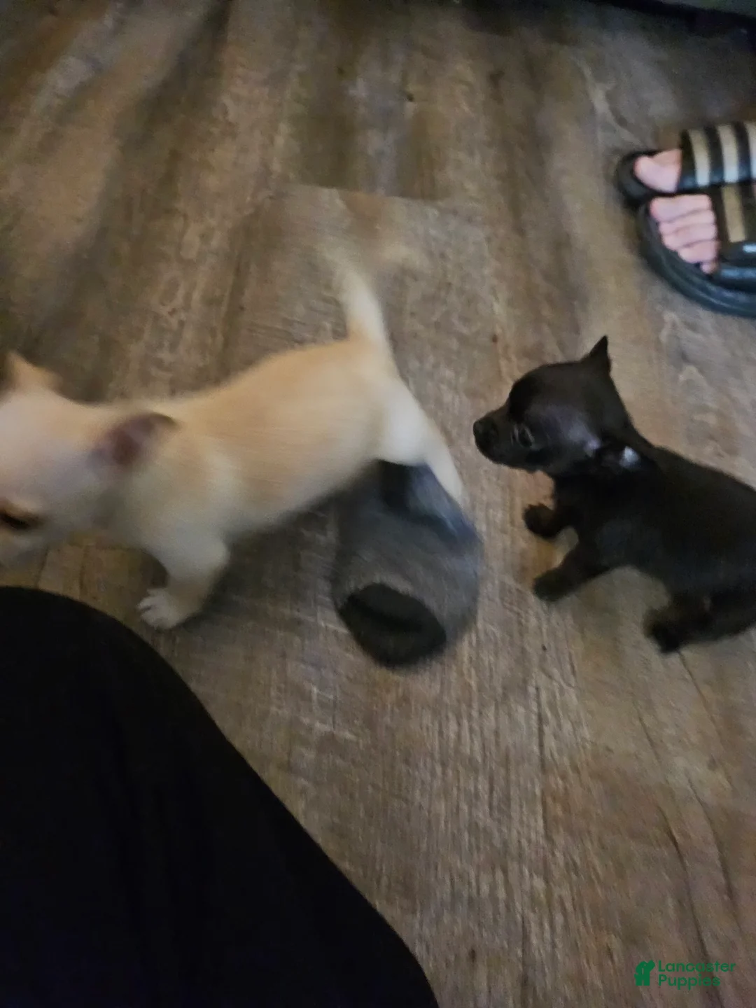 Gallery Image {{count}}