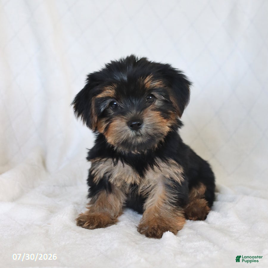 Yorkshire Terrier dogs Sophie - Ad 1