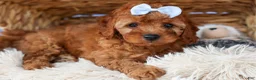 Cavapoo dogs for sale: TYSON - Ad 3