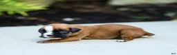 Boxer dogs for sale: Nora Boxer  - Ad 3