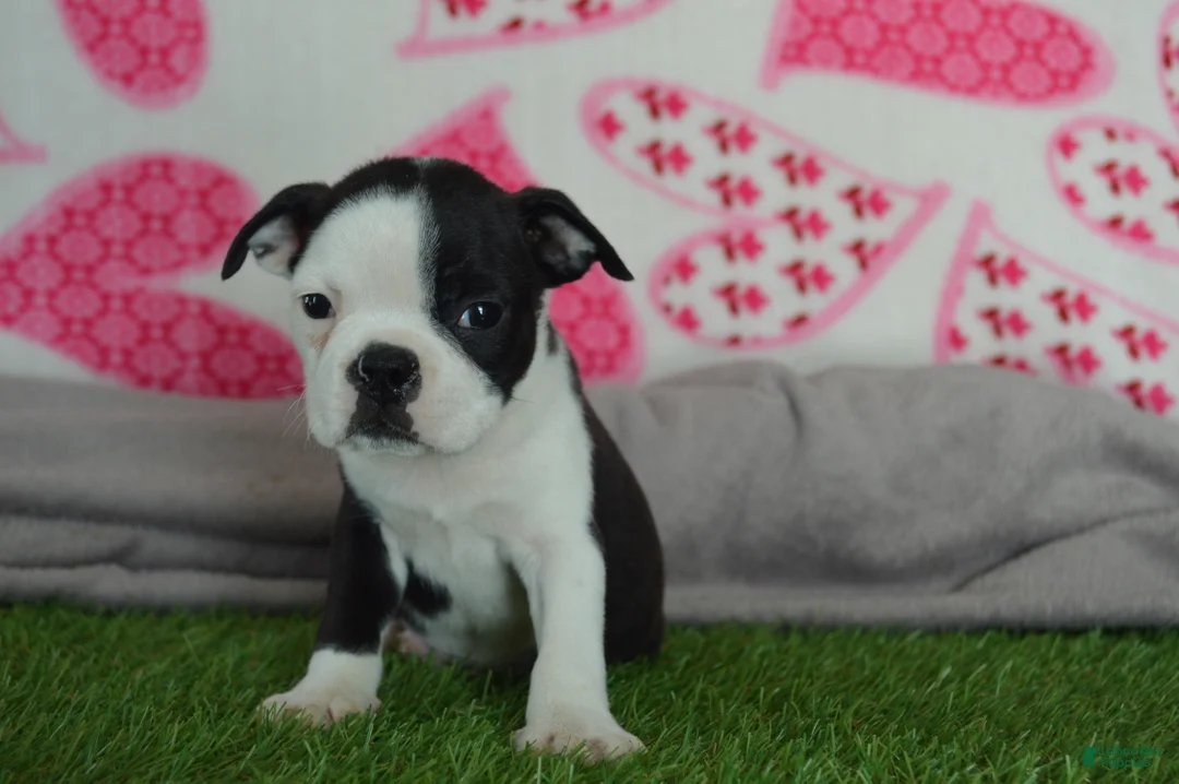 Boston Terrier dogs for sale: Victor - Ad 2