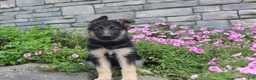 German Shepherd dogs for sale: Abby - Ad 5