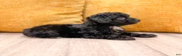 Yorkiepoo dogs for sale: Blacky - Ad 3