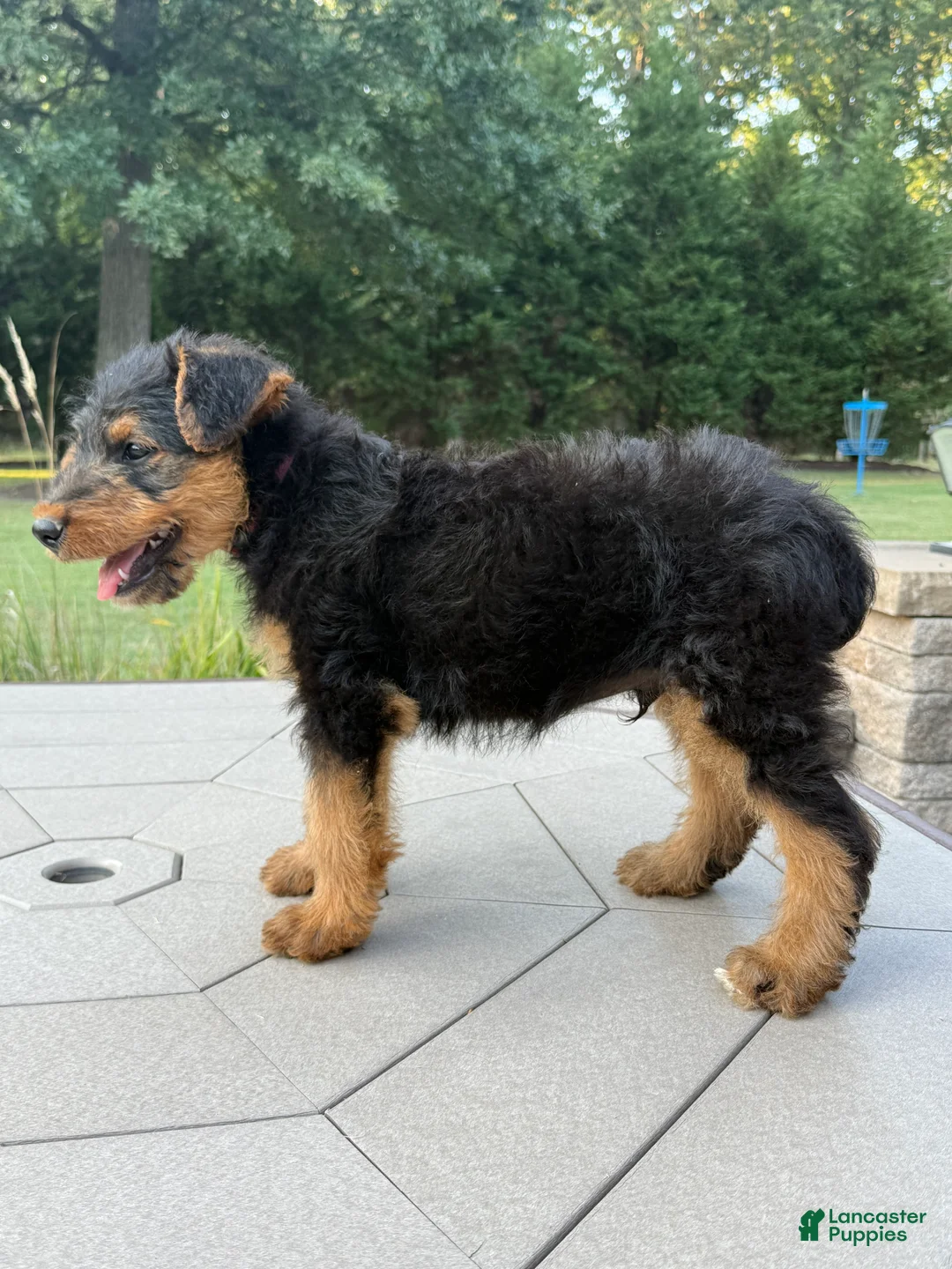 Airedale Terrier dogs for sale: AKC Juke - Ad 2