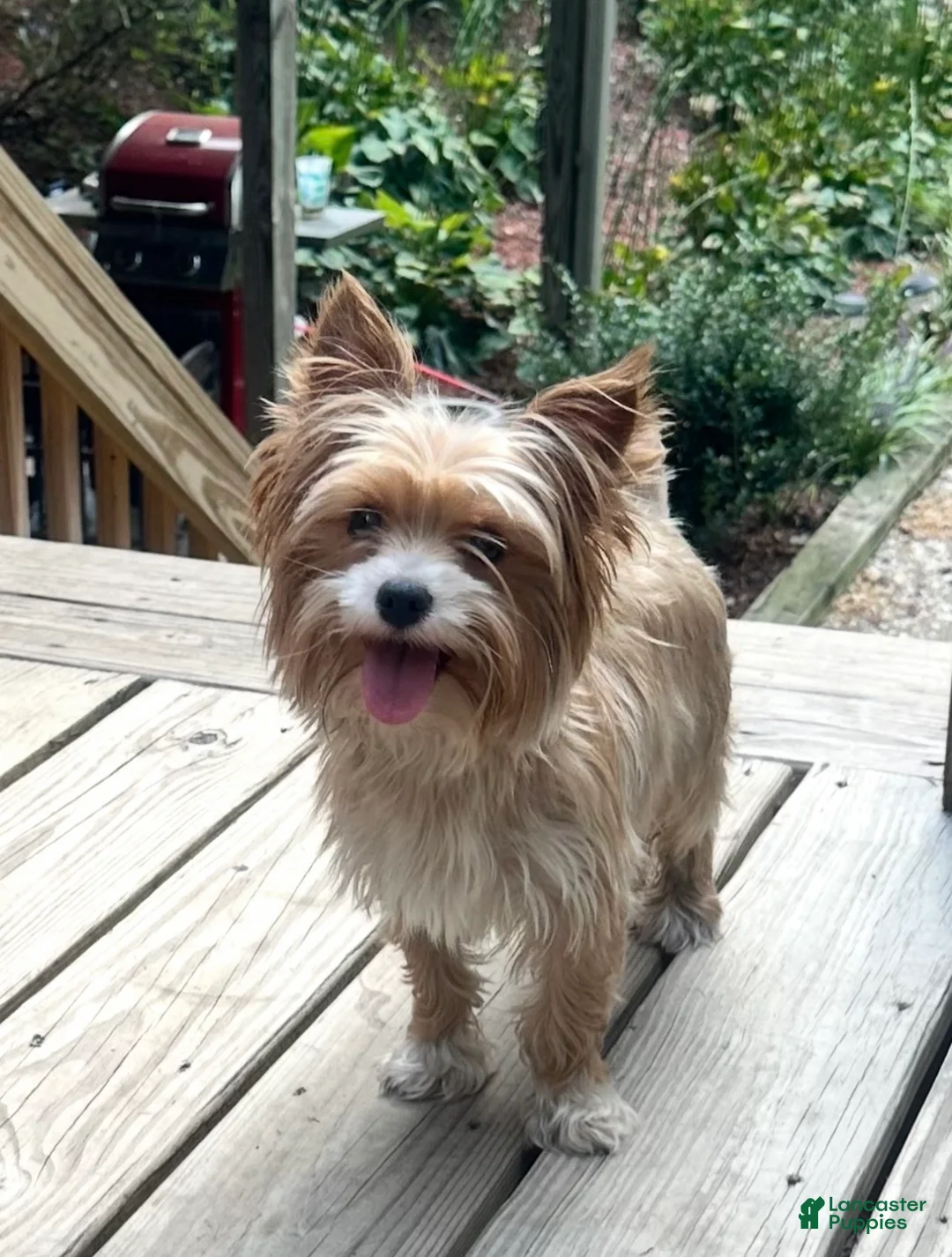 Yorkshire Terrier dogs for sale: Yorkshire Terrier Puppy 3 - Ad 6