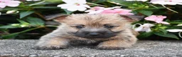 Cairn Terrier dogs for sale: Autumn - Ad 3