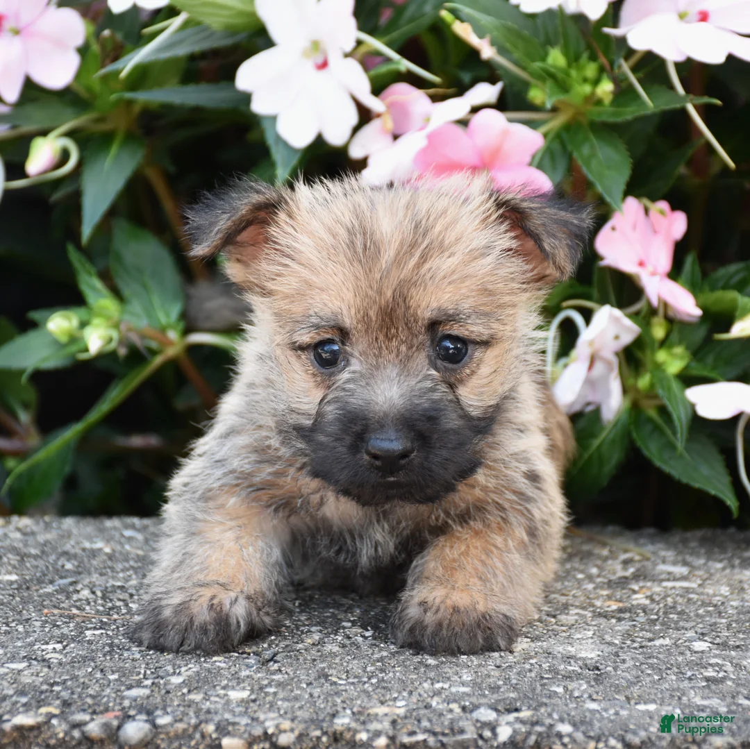 Cairn Terrier dogs for sale: Autumn - Ad 3