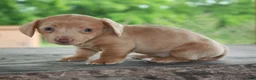 Miniature Dachshund dogs for sale: Willow - Ad 3
