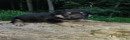 German Shepherd dogs for sale: German Shepherd 4 Thor - Ad 4