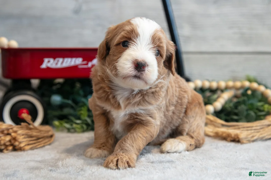 Mini Goldendoodle dogs for sale: Cutie - Ad 1