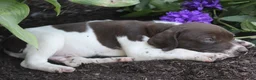 German Shorthaired Pointer dogs for sale: Chocolate Chip - Ad 3