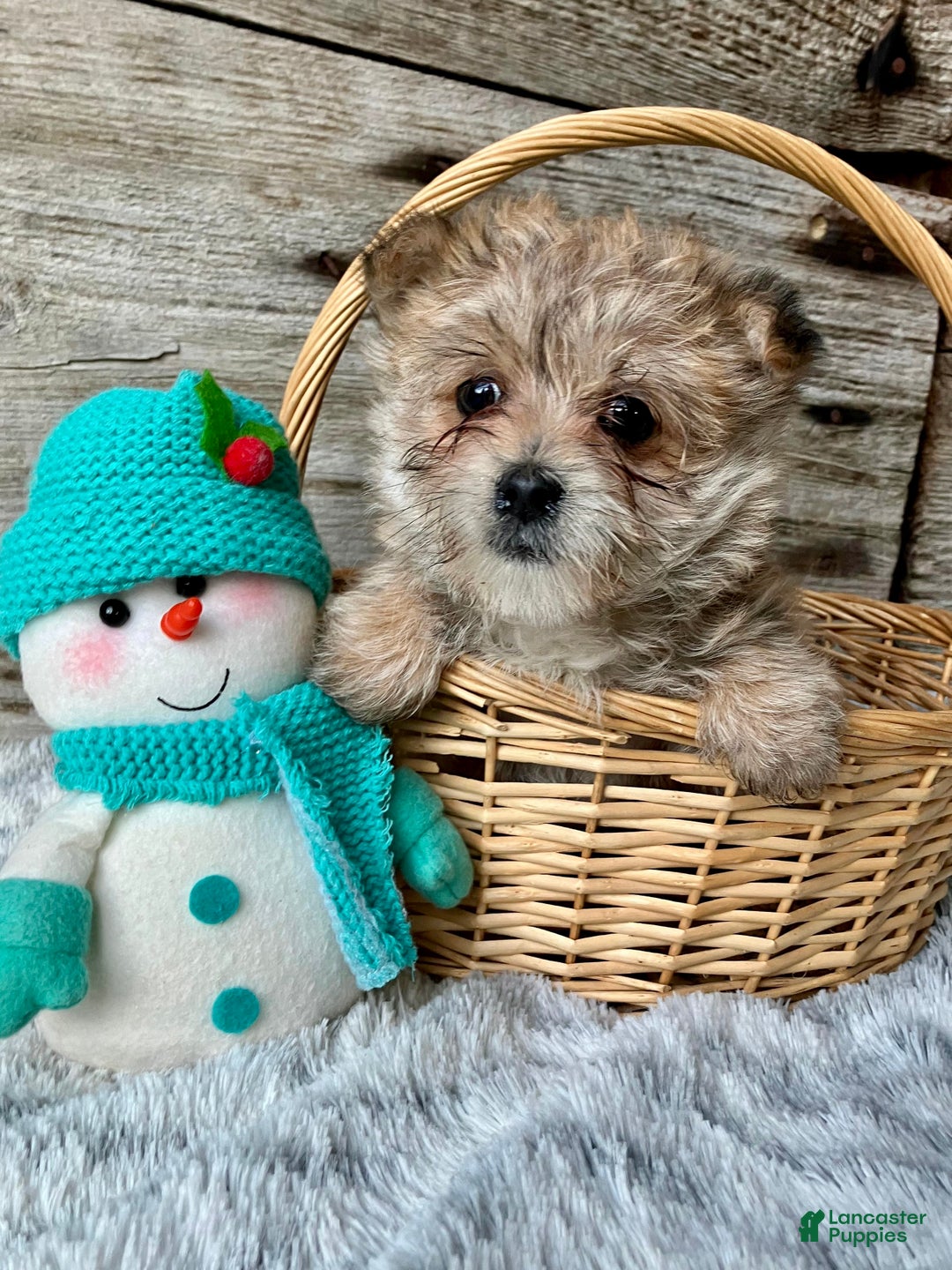 Morkie dogs for sale: Daisy - Ad 1