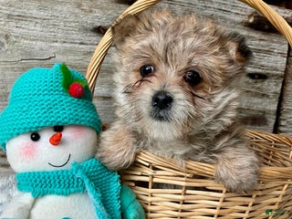 Morkie dogs Daisy - Ad 28