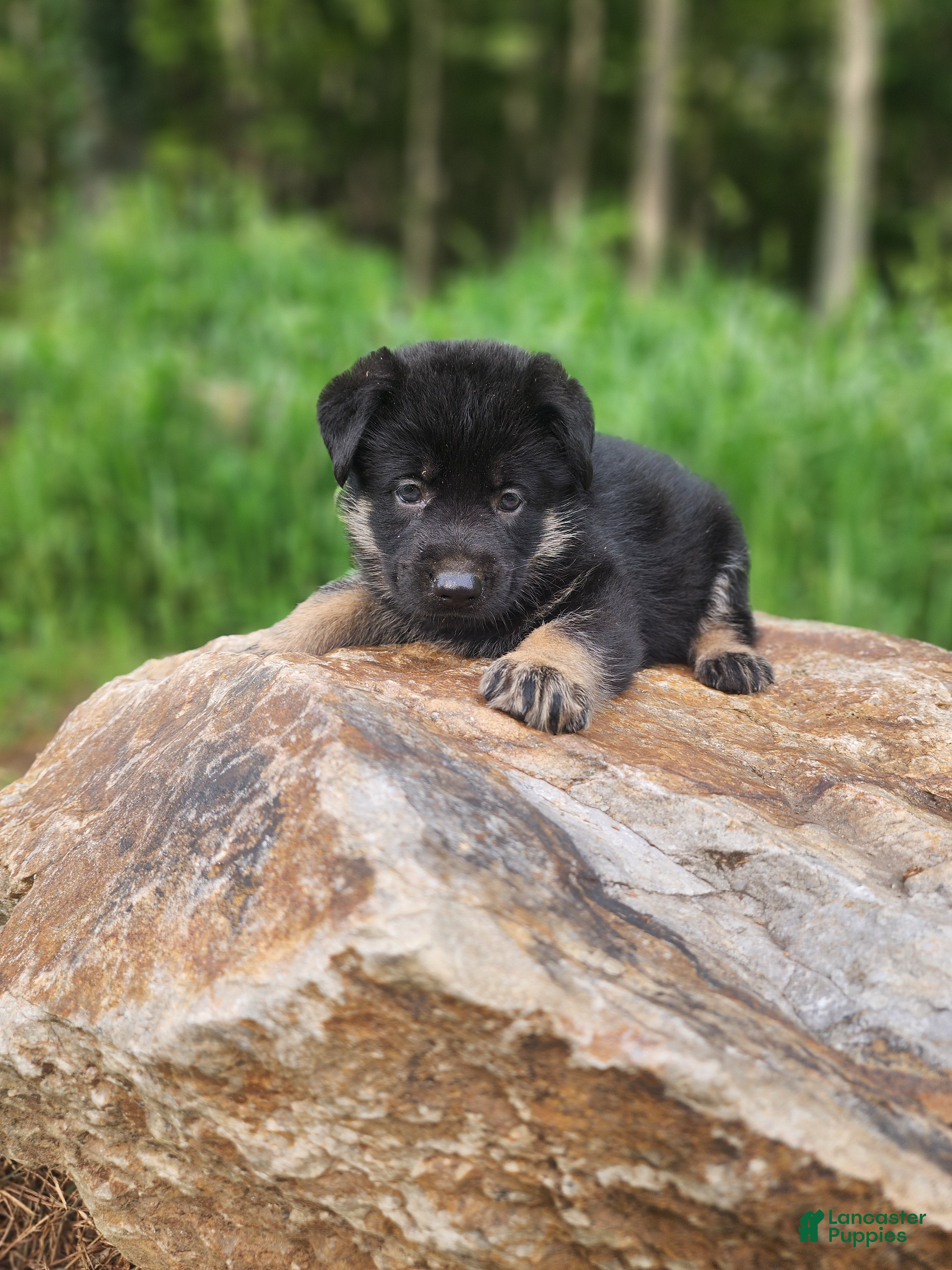 German Shepherd dogs  Tar - Ad 2