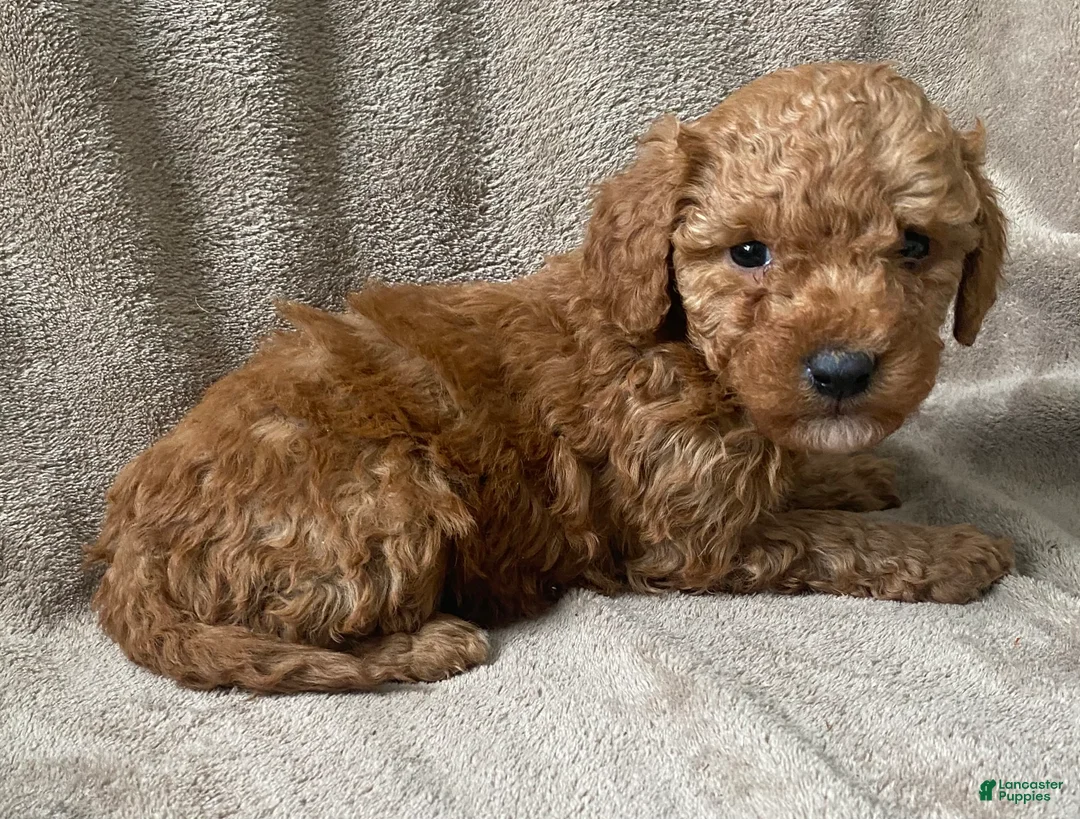 Mini Goldendoodle dogs for sale: Baxter - Ad 3