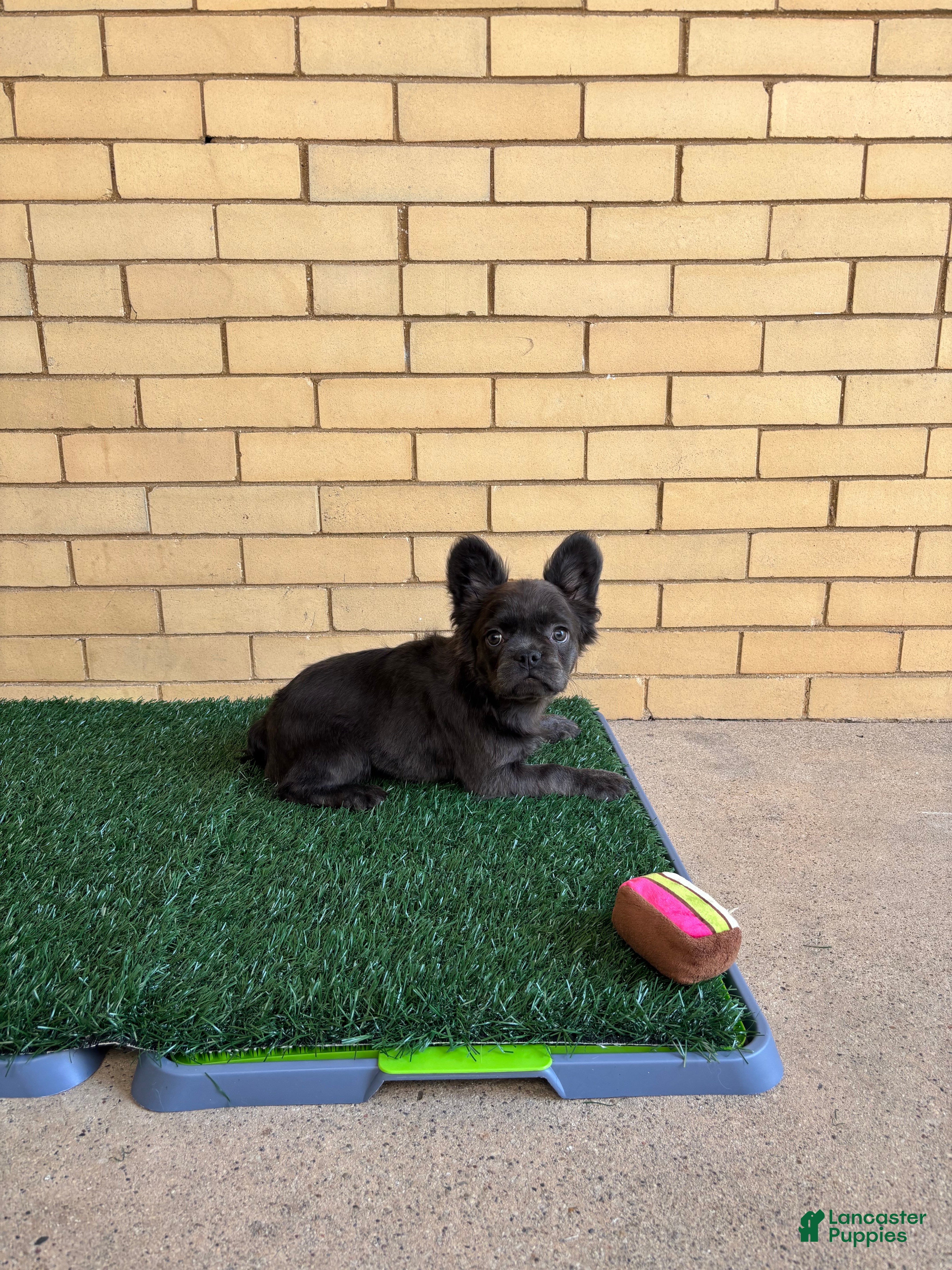 French Bulldog dogs Zoe - Ad 1