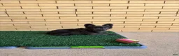 French Bulldog dogs for sale: Zoe - Ad 1